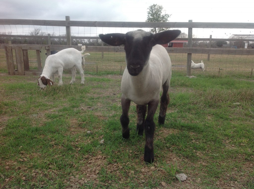 Vladimir the Lamb