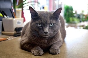 The Shoal Creek Nursery Cat.